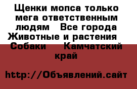 Щенки мопса только мега-ответственным людям - Все города Животные и растения » Собаки   . Камчатский край